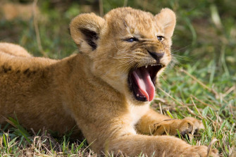 Lion Cub Wallpaper