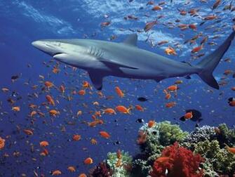 Beautiful Wallpaper Shark Desktop
