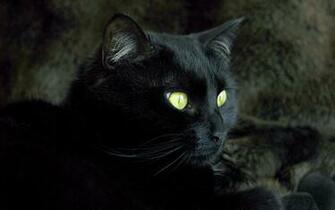 Black Cat Wallpaper Widescreen HD Desktop
