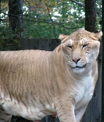 Cool Image The Liger Wallpaper