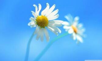 Windows Official 4k HD Desktop Wallpaper For Ultra Tv