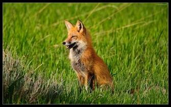 Red Foxes Image Fox HD Wallpaper And Background Photos