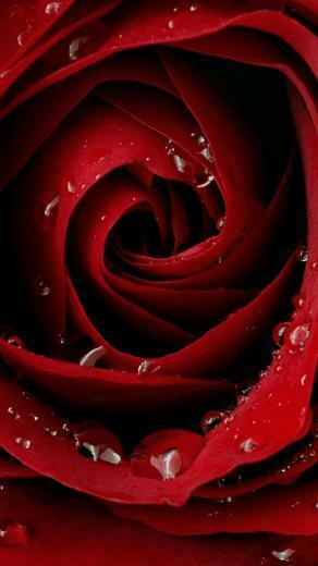 Wallpaper Purple Rose iPhone Pink
