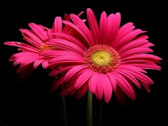 Hot Pink Gerber Daisy Wallpaper Creative Memes