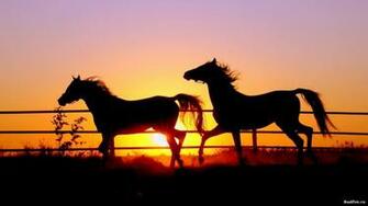 Sunsets Silhouette Horses Wallpaper Animals HD