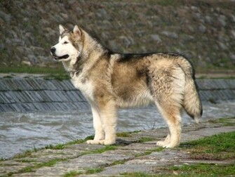 Very Big Alaskan Malamute Wallpaper