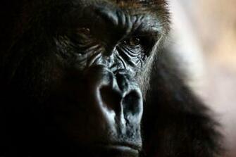 Angry Gorilla Wallpaper Best HD