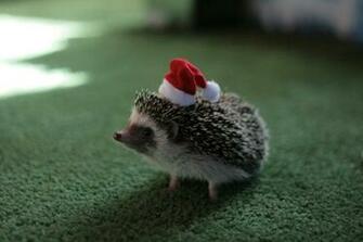 Cute Hedgehog Wallpaper HD By Crashqueen1
