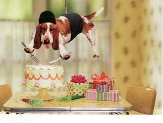 Animals Plannet Funny Dog Wallpaper Desktop