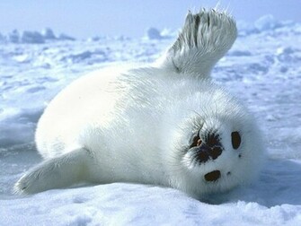 Seals