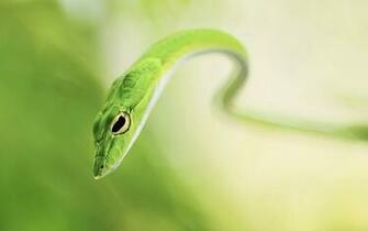 Green Snake Reptile HD Wallpaper