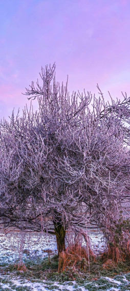 Winter Forest Wallpaper 4k Morning 5k 8k Trees