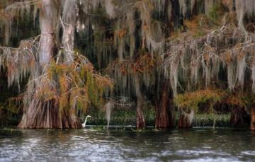 Wallpaper Autumn Forest Trees Nature Bird Swamp Usa Cypress