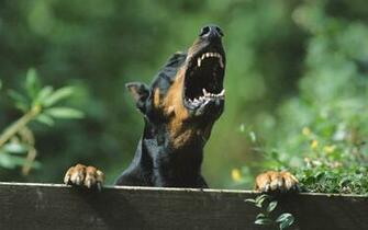 Pics Photos Doberman Wallpaper