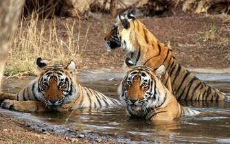 Sundarban