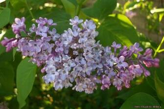Lilac Desktop Wallpaper
