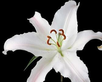 Natural Fresh Flowers Photography White Lily Flower Wallpaper