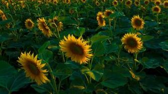 Sunflower Field Wallpaper
