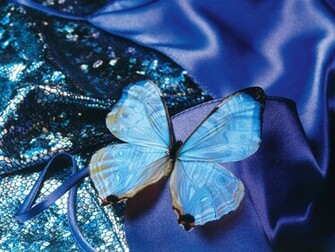 Blue Butterfly Art Wallpaper Desktop