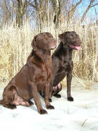 Labrador Retrievers Wallpaper HD Animals