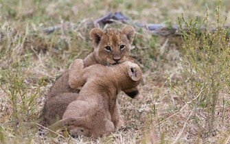 Lion Cubs Wallpaper