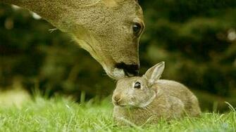 Baby Bunny Wallpaper
