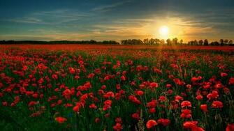 Amazing Poppy Field Desktop Pc And Mac Wallpaper