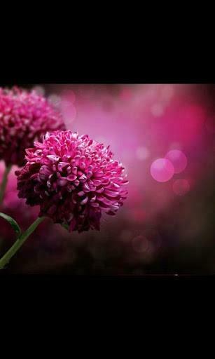 Galaxy Flowers Live Wallpaper App For Android