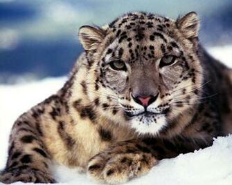 Cute Animal Wallpaper Computer Laptop Phone Pad