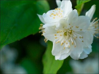 Jasmine Flower Wallpaper HD Jpg