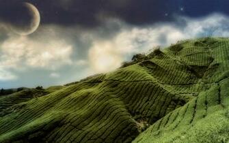 Hq Tea Field Wallpaper