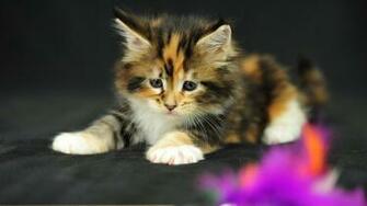 Lol Cat Wallpaper Image