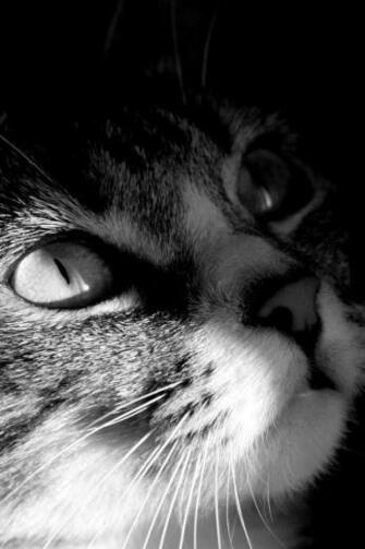 Crazy Cat iPhone Wallpaper Background And Themes