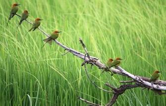 Wallpaper Birds Summer Nature Animals