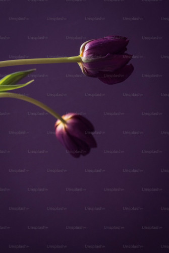 Mauve Pictures Image