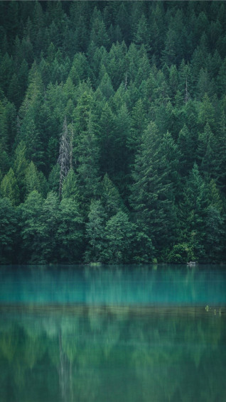 Forest iPhone Wallpaper