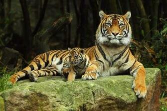 Lions Tigers Wallpaper Noname