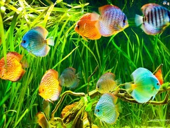 Wallpaper Nature Aquatic