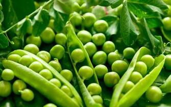 Peas Wallpaper Photography