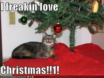 The Funny HD Wallpaper Choose Best Photo For Your