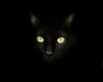 Black Eyes Cat Background Background