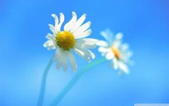 Windows Default Wallpaper 4k HD Desktop For