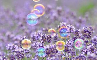 Best Spring Image Stunning Wallpaper