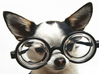 Really Cute Puppy Background Pictures