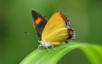 Beautiful Wallpaper For Desktop HD Butterfly
