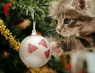 Funny Cat Christmas Wallpaper Wallpaper55 Best