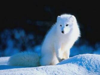 My Wallpaper Nature Snow Fox