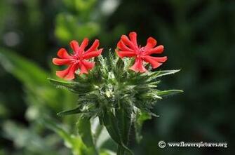 Maltese Cross Wallpaper Video