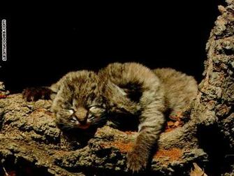 Wallpaper Db Bobcat