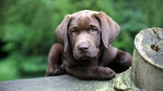 Dog Wallpaper Pack3